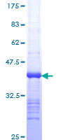 KCNJ2 / Kir2.1 Protein - 12.5% SDS-PAGE Stained with Coomassie Blue.