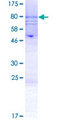 KCNJ4 / Kir2.3 Protein - 12.5% SDS-PAGE of human KCNJ4 stained with Coomassie Blue