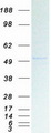 KCNJ5 / Kir3.4 / GIRK4 Protein - Purified recombinant protein KCNJ5 was analyzed by SDS-PAGE gel and Coomassie Blue Staining