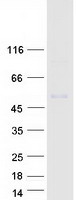 KCNJ6 / GIRK2 Protein - Purified recombinant protein KCNJ6 was analyzed by SDS-PAGE gel and Coomassie Blue Staining