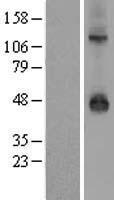 KCNJ9 / Kir3.3 / GIRK3 Protein - Western validation with an anti-DDK antibody * L: Control HEK293 lysate R: Over-expression lysate