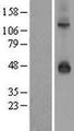 KCNJ9 / Kir3.3 / GIRK3 Protein - Western validation with an anti-DDK antibody * L: Control HEK293 lysate R: Over-expression lysate