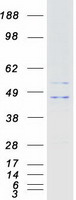 KCNJ9 / Kir3.3 / GIRK3 Protein - Purified recombinant protein KCNJ9 was analyzed by SDS-PAGE gel and Coomassie Blue Staining