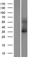 KCNK15 Protein - Western validation with an anti-DDK antibody * L: Control HEK293 lysate R: Over-expression lysate