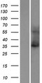 KCNK15 Protein - Western validation with an anti-DDK antibody * L: Control HEK293 lysate R: Over-expression lysate