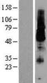 KCNK18 / TRESK Protein - Western validation with an anti-DDK antibody * L: Control HEK293 lysate R: Over-expression lysate