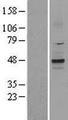 KCNK2 / TREK-1 Protein - Western validation with an anti-DDK antibody * L: Control HEK293 lysate R: Over-expression lysate