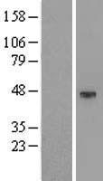 KCNK4 / TRAAK Protein - Western validation with an anti-DDK antibody * L: Control HEK293 lysate R: Over-expression lysate