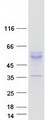 KCNK4 / TRAAK Protein - Purified recombinant protein KCNK4 was analyzed by SDS-PAGE gel and Coomassie Blue Staining