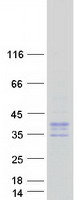 KCNK6 / TWIK-2 Protein - Purified recombinant protein KCNK6 was analyzed by SDS-PAGE gel and Coomassie Blue Staining