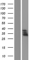 KCNMB3 Protein - Western validation with an anti-DDK antibody * L: Control HEK293 lysate R: Over-expression lysate