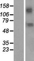KCNN2 Protein - Western validation with an anti-DDK antibody * L: Control HEK293 lysate R: Over-expression lysate