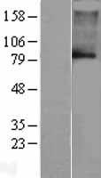 KCNN3 / SK3 Protein - Western validation with an anti-DDK antibody * L: Control HEK293 lysate R: Over-expression lysate