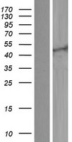 KCNQ2 Protein - Western validation with an anti-DDK antibody * L: Control HEK293 lysate R: Over-expression lysate