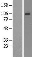 KCNQ3 Protein - Western validation with an anti-DDK antibody * L: Control HEK293 lysate R: Over-expression lysate