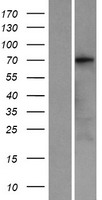 KCNQ4 Protein - Western validation with an anti-DDK antibody * L: Control HEK293 lysate R: Over-expression lysate