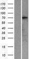 KCNQ4 Protein - Western validation with an anti-DDK antibody * L: Control HEK293 lysate R: Over-expression lysate