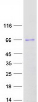 KCNQ4 Protein - Purified recombinant protein KCNQ4 was analyzed by SDS-PAGE gel and Coomassie Blue Staining