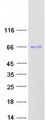 KCNQ4 Protein - Purified recombinant protein KCNQ4 was analyzed by SDS-PAGE gel and Coomassie Blue Staining