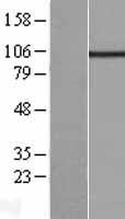 KCNQ5 Protein - Western validation with an anti-DDK antibody * L: Control HEK293 lysate R: Over-expression lysate