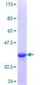 KCNRG Protein - 12.5% SDS-PAGE Stained with Coomassie Blue.