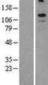 KCNT2 / KCa4.2 Protein - Western validation with an anti-DDK antibody * L: Control HEK293 lysate R: Over-expression lysate