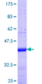 KCNV1 / Kv8.1 Protein - 12.5% SDS-PAGE Stained with Coomassie Blue.