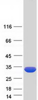 KCTD1 Protein - Purified recombinant protein KCTD1 was analyzed by SDS-PAGE gel and Coomassie Blue Staining