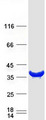 KCTD10 Protein - Purified recombinant protein KCTD10 was analyzed by SDS-PAGE gel and Coomassie Blue Staining