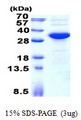 KCTD15 Protein