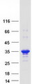 KCTD15 Protein - Purified recombinant protein KCTD15 was analyzed by SDS-PAGE gel and Coomassie Blue Staining