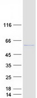 KCTD16 Protein - Purified recombinant protein KCTD16 was analyzed by SDS-PAGE gel and Coomassie Blue Staining