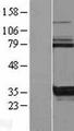 KCTD17 Protein - Western validation with an anti-DDK antibody * L: Control HEK293 lysate R: Over-expression lysate