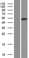 KCTD20 Protein - Western validation with an anti-DDK antibody * L: Control HEK293 lysate R: Over-expression lysate