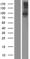 KCTD3 Protein - Western validation with an anti-DDK antibody * L: Control HEK293 lysate R: Over-expression lysate