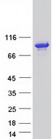 KCTD3 Protein - Purified recombinant protein KCTD3 was analyzed by SDS-PAGE gel and Coomassie Blue Staining