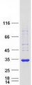 KCTD4 Protein - Purified recombinant protein KCTD4 was analyzed by SDS-PAGE gel and Coomassie Blue Staining