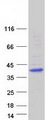 KCTD7 Protein - Purified recombinant protein KCTD7 was analyzed by SDS-PAGE gel and Coomassie Blue Staining