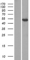 KCTD8 Protein - Western validation with an anti-DDK antibody * L: Control HEK293 lysate R: Over-expression lysate
