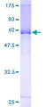 KCTD9 Protein - 12.5% SDS-PAGE of human KCTD9 stained with Coomassie Blue