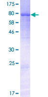 KDELC1 Protein - 12.5% SDS-PAGE of human KDELC1 stained with Coomassie Blue