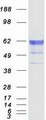 KDELC2 Protein - Purified recombinant protein KDELC2 was analyzed by SDS-PAGE gel and Coomassie Blue Staining