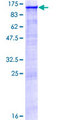 KDM1A / LSD1 Protein - 12.5% SDS-PAGE of human AOF2 stained with Coomassie Blue