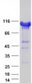 KDM1A / LSD1 Protein - Purified recombinant protein KDM1A was analyzed by SDS-PAGE gel and Coomassie Blue Staining