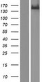 KDM2B / FBXL10 Protein - Western validation with an anti-DDK antibody * L: Control HEK293 lysate R: Over-expression lysate