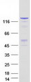 KDM3A / JMJD1A Protein - Purified recombinant protein KDM3A was analyzed by SDS-PAGE gel and Coomassie Blue Staining