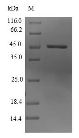 KDM3B / JMJD1B Protein - (Tris-Glycine gel) Discontinuous SDS-PAGE (reduced) with 5% enrichment gel and 15% separation gel.