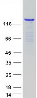 KDM4A / JHDM3A / JMJD2A Protein - Purified recombinant protein KDM4A was analyzed by SDS-PAGE gel and Coomassie Blue Staining