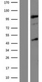 KDM7A / JHDM1D Protein - Western validation with an anti-DDK antibody * L: Control HEK293 lysate R: Over-expression lysate