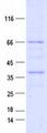 KDR / VEGFR2 / FLK1 Protein